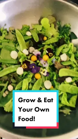 There’s nary a health concern that can’t be vastly improved if not completely healed by eating your home grown fruit and veg. Why don’t doctors recommend this?! #gardening #growyourownfood #heal #autoimmune #cancer #illness #mentalillness #gooutside #earthingtherapy #selfsufficiency #plantsheal #eatrealfood