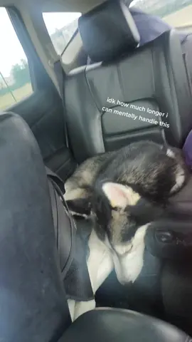 if anyone knows any dog friendly homelessness resources please let me know. #livingincar #carliving #carlivingwithdogs #homeless