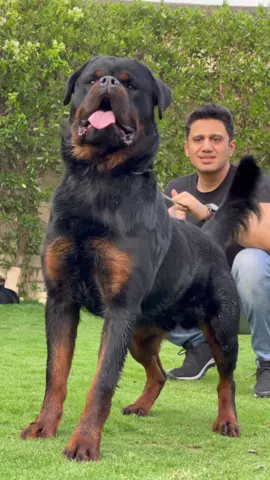 رحبوا معايا بالبطل بابلو 😍💪 #basem_hunt #باسم_هانط #dog #dogsofttiktok #dogstory #روتوايلر #dogs #dogsvideo