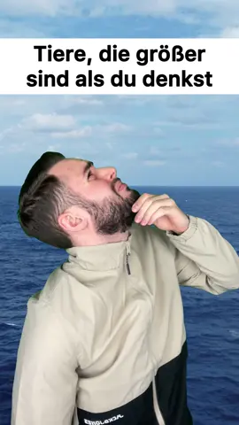 Seht ihr die kleinen Taucher daneben??😵‍💫🤯 #lernenmittiktok #fakten #natur #tiere