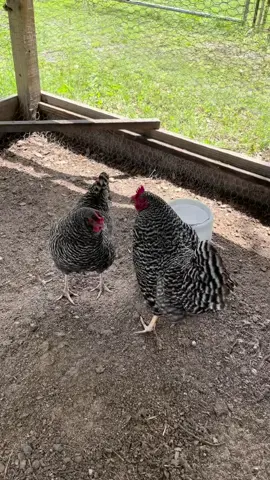 #barredrock #chicken #hen #hens #florida #fight #aggressive