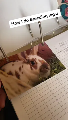 Breeding logs for Rabbits #breeding #rabbits #meatrabbits #newzealand #stonemeadowranch #rex #paperwork #notebook