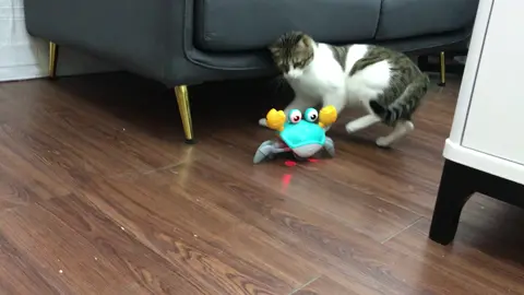 The cat curious about the music crab 🦀 😂 , Cat 🐈: I want to catch it ~ #cat #cutecat #crab #toys #electrictoy #pet #crawlingtoy #amazonfinds #gift