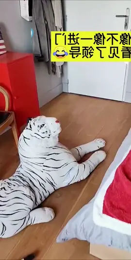 #funny #foryou #dog #tiger poor dog 🐶 Scared to death😭