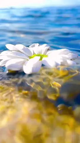 Gözlerinin dokunduğu her mekan MEMLEKETİM.🌼🌿🤍🔐