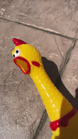 A squeaky chicken #rubberchicken #viral #fyp #chicken #toys #like