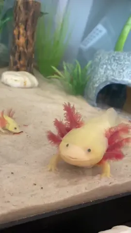 Captured a cute moment today and this sound was so perfect for these two 😂😂😂#axolotl #axolotlsoftiktok #plantedtanks #axolotls #plants #fish #axolotlmom