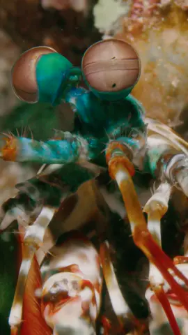 The better to see you with, my dear. Mantis shrimp eyes are quite spectacular. Able to process UV, visible and polarized light, they can independently move their compound peepers and expand their field of view for optimal hunting opportunities! Watch out! Video by Andy Mann #LearnOnTikTok #fyp #ocean #marinelife #vision