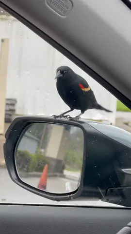 Part 2?? #bird #birdsoftiktok #oriole #fyp