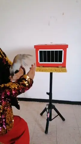 Magia contrataciónes 9611370016 ♥️♣️♦️ #fyp #foryou #magia #conejos #payaso