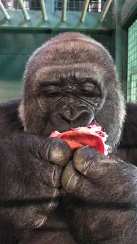 The video that made her famous! Enjoying a pomegranate. #gorilla #eating #asmr #pomegranate