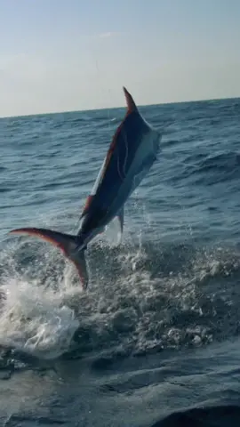 Words can’t describe what it’s like to see a fish this big jumping next to the boat! #fishing #marlin #jump #sportfishing #unbelievable