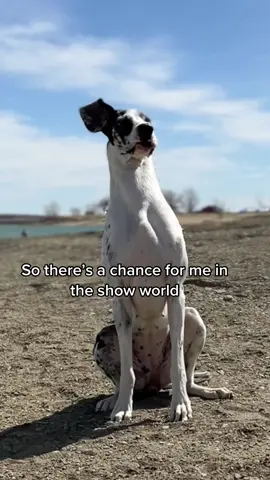 Does this mean there’s a chance for Birdie 🤣 #showdogs #showdog #showdogsoftiktok #showgreatdane #greatdanes #fyp #foryou #foryou