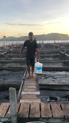 Kerja” spaya jang bikin susah orang tua 😁👍💯🐟🐟            @ronnywilliam4                #papua #danausentani #mujair