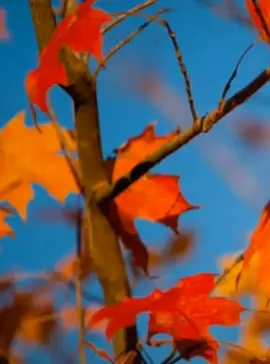 #🥰Love u ਬੇਬੇ ਬਾਪੂ 🥰#ਪੰਜਾਬੀ #ਸਟੇਟਸ #whatsapp #ਸਟੇਟਸ #ਪੰਜਾਬੀ #ਸਟੇਟਸ #whatsapp #ਸਟੇਟਸ #ਪੰਜਾਬੀ #ਸਟੇਟਸ #ਯਾਰ_____ਪਰਦੇਸੀ✈️✈️🇨🇦🇨🇦 🇵🇹🇵🇹#ਪਰਦੇਸੀ_life