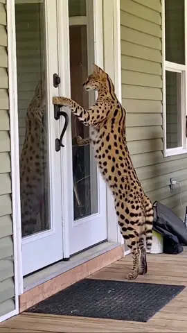 someone let the dang dog inside the house! #serval