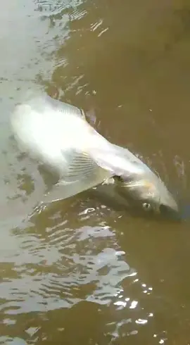 ikan Lais Tembiring/Sengarat sungai musi #sungaimusi #sabritipi #fyp #mancing