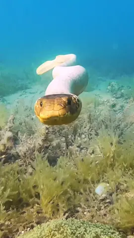 my girlfriend swam with a venomous sea snake