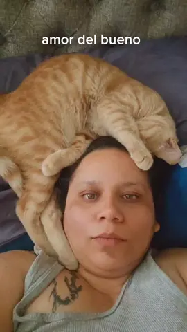 #amordelbueno #gatostiktok