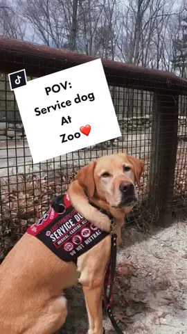 POV:  enjoy a day with me and my service dog at the zoo ❤️ #servicedog #serviceanimal #fyp #foryou #dog #disabled #dogsofttiktok
