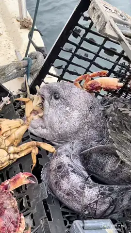 Wolf Eel Whisperer part 1 #wolfeel #eel #rockcrab #friendliestcatch #crabbing #montereybay #fishing #seafood #seacreatures #sealife #crab #oceanlife #deadliestcatch @davidbording