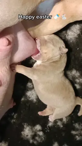 #happy #easter #milk #puppy #puppylove #puppydog #puppytiktok #puppies #puppiesoftiktok #americanbully #bully #dog #doglover #dogsofttiktok #fyp #viral #fy #fypシ #princess #queen #Love #passion #share #pandora #blessed #believe #god #allah #titan #ddbcbelgium