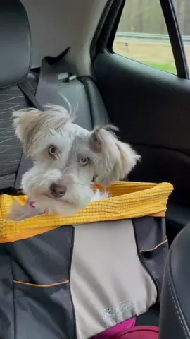 #schnauzermini #minischnauzer #funnydogsoftiktok #puppy #schnauzerpuppy #fyp