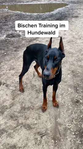 ✨Insta: Lokopilami✨ #hund #hunde #hundevideos #hundeerziehung #hundetraining #fürdich #dog #dogsofttiktok