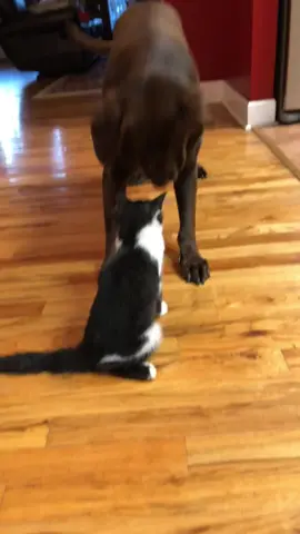 My best friend of 12 years… she was the goodest girl and biggest cuddle bug. I love you always, Sadie Grace