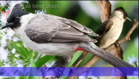 chim bông lau mồi ##chàomào
