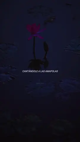Responder a @gabriela_uu Tú y yo, cantándole a las amapolas... ♪ \(^ω^\ ) #fyp #lyrics #amapolas #leorizzi #song