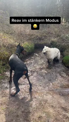 #hund #hunde #hundevideos #hundeerziehung #hundetraining #fürdich