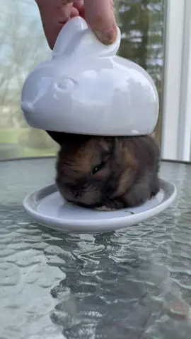 The real chocolate Easter bunny 😉 #bunny #easter #fyp #viral