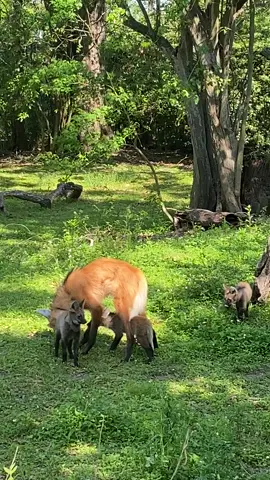 The Red Maned Wolf at the Audubon Zoo had her babies ❤️ #babies #animals #nature #wolves #puppies