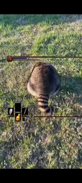 Raccoon go brrrrr #eldenring #raccoon #cute #funny #meme #fyp #foryou #foryoupage #fypシ #souls