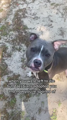 Dolly Marie Parton Pride✨❤️🐾 #fyp #dogs #perfect #rescue #adopt #bullymix #mutt #lgbt #lgbtq #queer #dogmom #dogmoms #Pride #bestlife #rescued #dolly