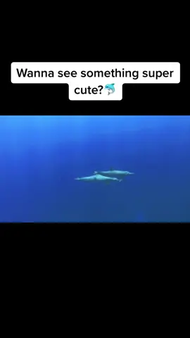 Dolphins are always so playful and just too damn cute 🥺🐬 #Hawaii #dolphins #spinnerdolphins #comedivewithus #fyp #foryou #cute #ocean #fypシ