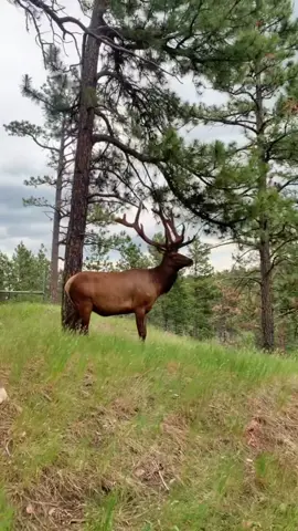 Found some real beauties while traveling through #bearcountry #southdakota Now if only I could find a monster like this on public land! 😅 #elk #bullelk #hunting #outdoorsyredhead #huntress #girlshunttoo #HPSustainableSounds