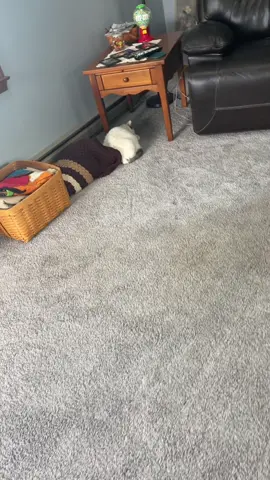 Luna is too🤦‍♂️