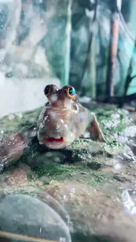 Some mudskipper life #mudskipper #fish