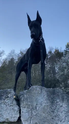 Here I come 😎🐶 #dobermann #doberman #bestfriend #allblack #dogtok #seelenhund #souldog