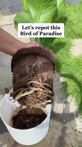Let’s repot this Bird of Paradise 🦜🪴🌾 #PlantTok #plantcare #howtorepotplants