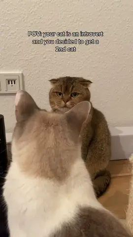 CEO of judging #judgycat #introvert