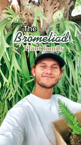 This will Change your perception of bromeliad forever. #bromeliad #bloom #springplants #PlantTok #jungle