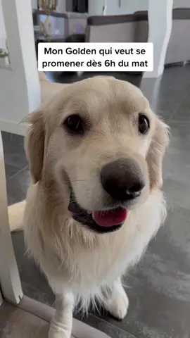 J’ai déjà diiiit 🥵 #goldenretriever #pourtoi #fyp #foryou