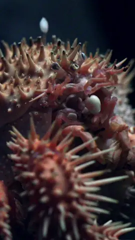 Even those spines can’t pop the adorabubble that is the Japanese porcupine crab! #montereybayaquarium #intothedeep #hedgehogyourbets