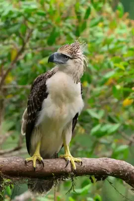 Philippine Eagle on the RainThe Philippine eagle, also known as the monkey-eating eagle or the great Philippine eagle, is an endangered species of eagle in the Accipitridae family that is endemic to the forests of the Philippines. It has brown and white plumage, a hairy crest. It is considered the largest of the existing eagles in the world in terms of length and wing area.#philippines #palawan #NATURE
