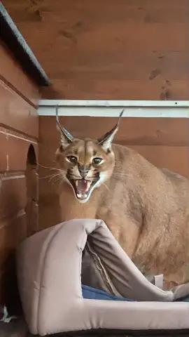 😺🔈