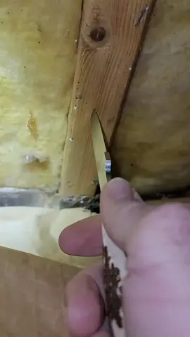 Take your next termite inspection seriously. Call me 202-977-8840 #fyp #foryou #foryoupage #foryourpage #fy #fypシ #inspector #homeinspection #sale #pestcontrol #exterminator #business #asmr #pov #Summer #mom #dad #car #termites #bugs