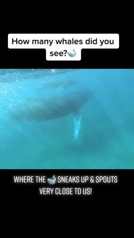 Bonus points for the right answer 🐋 #hawaii #fyp #whales #ocean #surprise #foryou #scubatiktok #kayak